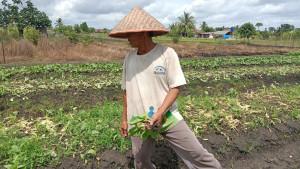 Petani-sayur-di-kawasan-Jalan-Kurnia-Ujung-keluhkan-hasil-panen.jpg