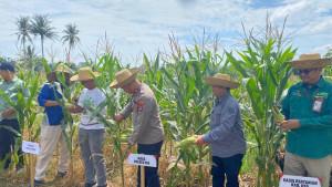 Polres-HSS-katakan-total-panen-jagung-Kuartal-I-III-capai-15274-ton-Sabtu-2792025.jpg
