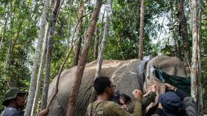 Proses-pemasangan-GPS-collar-pada-gajah-sumatera-liar.jpg