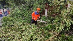 Proses-pemotongan-dahan-pohon-tumbang-di-Hutan-Kota-Sabilal-Muhtadin-Banjarmasin.jpg