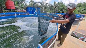 Supriadi-pengelola-budidaya-nila-sistem-bioflok-di-Desa-Bekambit-Asri.jpg