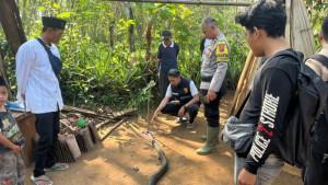 Ular-King-Kobra-yang-kepalanya-ditancapkan-kayu-oleh-Ocang.jpg