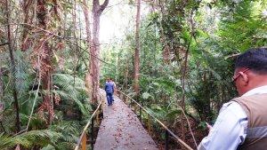 Wisata-Kalsel-pepohonan-hutan-tropis-di-PT-Jorong-Barutama-Greston-Swarangan-tala-24112023.jpg