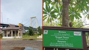 Wisata-Kalsel-pohon-bintaro-yang-dulu-ditanam-Menteri-Siti-Nurbaya-di-pulau-bakut-Kamis-16022023.jpg