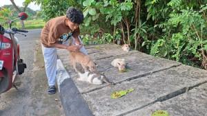 Wisnu-sedang-memberi-makan-kucing-liar-di-kawasan-Rantau-Baru.jpg