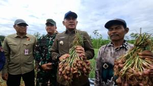 Yadi-mendampingi-Bupati-Tala-memperlihatkan-hasil-panenan-bawang-merah.jpg