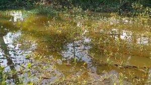angkapan-layar-getaran-gempa-yang-terlihat-di-permukaan-kolam-ikan.jpg