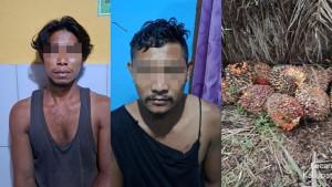 elaku-pencurian-kelapa-sawit-dan-barang-bukti.jpg