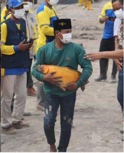ikan-mas-selamat-di-tengah-bencana-erupsi-gunung-semeru-di-lumajang-jawa-timur.jpg