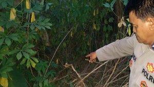 lokasi-Umbi-Gadung-di-Bangkal-yang-berujung-keracunan.jpg