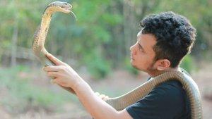 panji-petualang-digigit-king-cobra.jpg