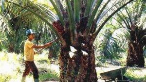 pekerja-perkebunan-kelapa-sawit-di-kalteng-banyak-didatangkan.jpg