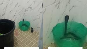seekor-ular-kobra-yang-masuk-ke-dalam-kamar-mandi.jpg