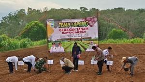 suasana-penanam-bawang-merah-di-Bumi-Jaya-Tala.jpg