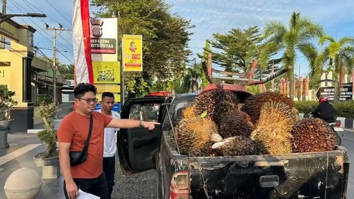 Barang-bukti-tandan-buah-segar-sawit-diamankan-dari-terangka.jpg