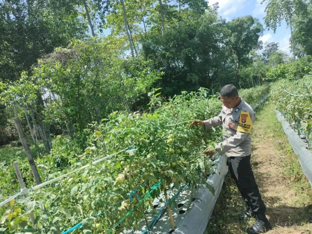 Bhabinkamtibmas-Desa-Mndingin-Aiptu-Nanang-saat-memperlihatkan-kebun-tomat.jpg