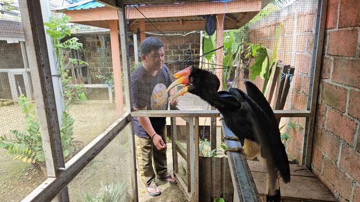 Burung-enggang-dirawat-Firman-di-kebun-binatang-mini-yang-dikelolanya.jpg