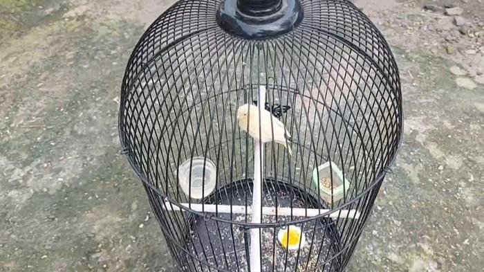 Burung-kenari-yang-banyak-digemari-di-Kalimantan-Selatan-Kamis-232023.jpg