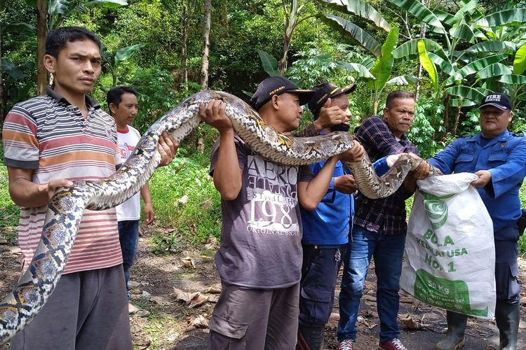 Sempat Melawan, Ular Piton 6 Meter di Bontang Lestari Kaltim Dievakuasi Sebelas Orang