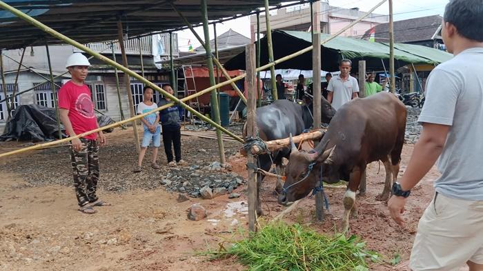 Sajian Jemaah Haul Guru Sekumpul 2023 Mulai Disiapkan, Sapi Dibagi ke Dapur Umum