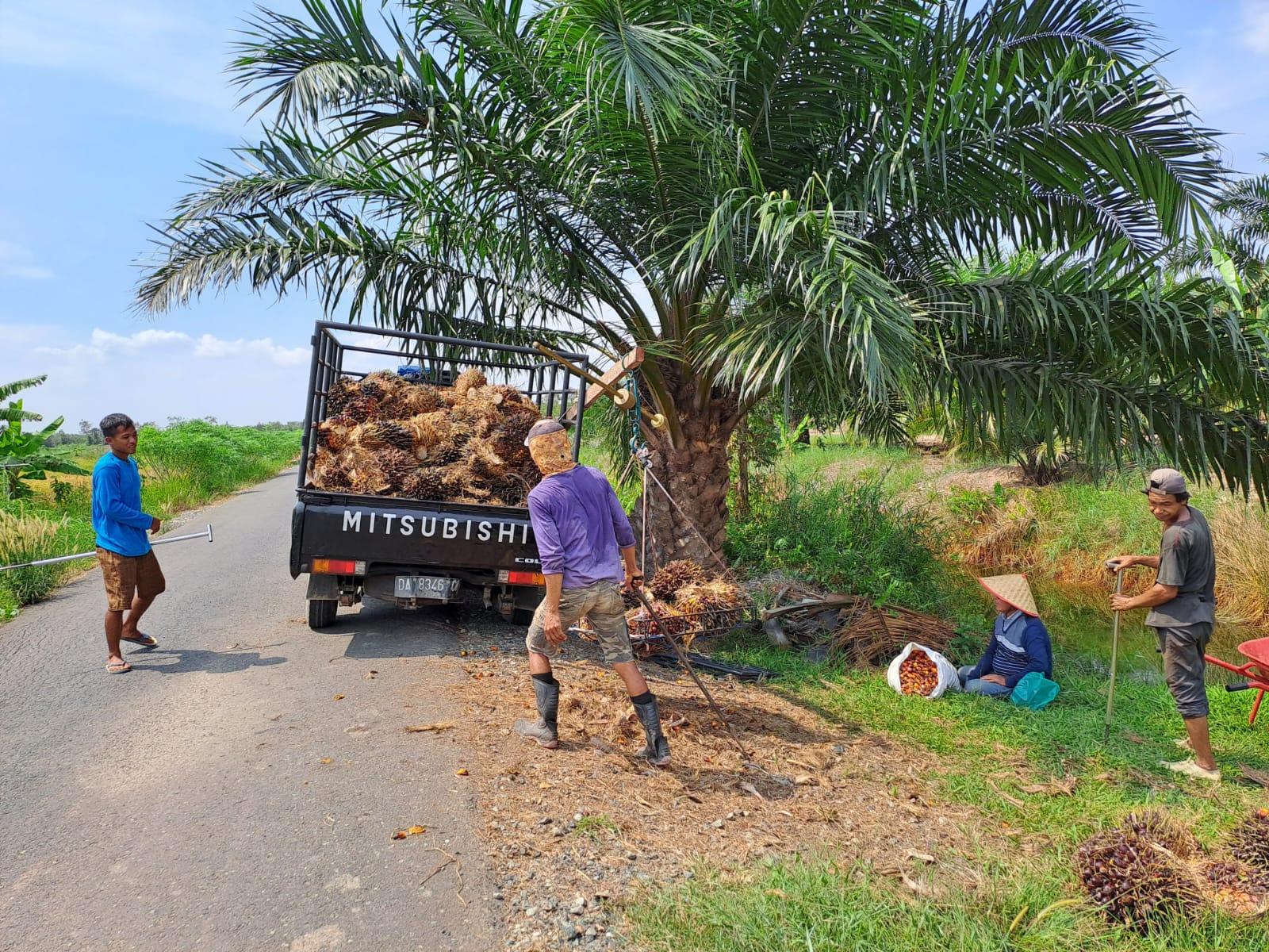 Harga-sawit-turun-tak-dirasakan-petani.jpg