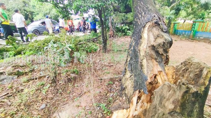 Ilustrasi-Kondisi-pohon-tumbang-di-Jalan-A-Yani-Km-31-sss.jpg