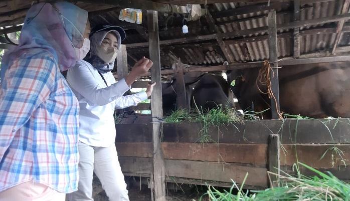 Kran Ternak dari Jatim Ditutup, Stok Sapi Untuk Idul Adha di Kalsel Masih Bisa Dari NTT Hingga Bali