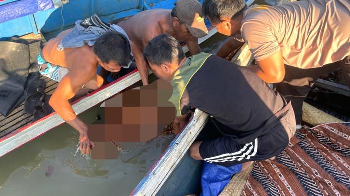 Diduga Korban Terkaman Buaya, Jasad Warga Bangkalan Melayu Kotabaru Ditemukan Sejauh 2 Kilometer