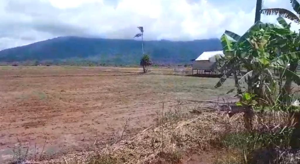 Produksi Hasil Pertanian di Sungai Limau Kotabaru Merosot Tiap Tahun, Ini Satu Penyebabnya