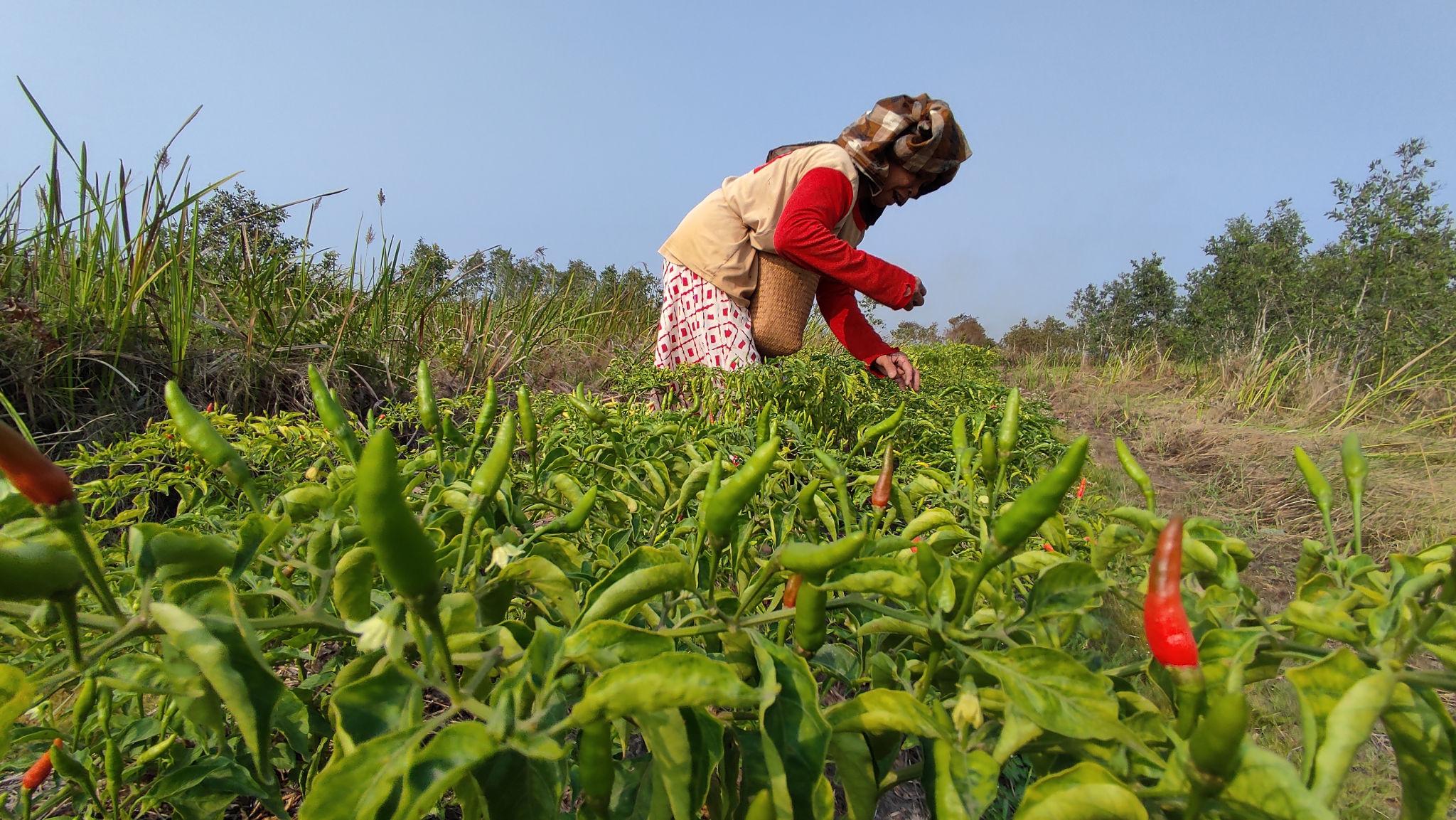 Cabai Hiyung Jadi Daya Tarik Investor di Kabupaten Tapin, Petani Akui Kewalahan Penuhi Permintaan