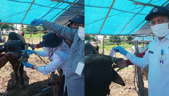 Pemeriksaan-hewan-kurban-di-Tanahbumbu.jpg