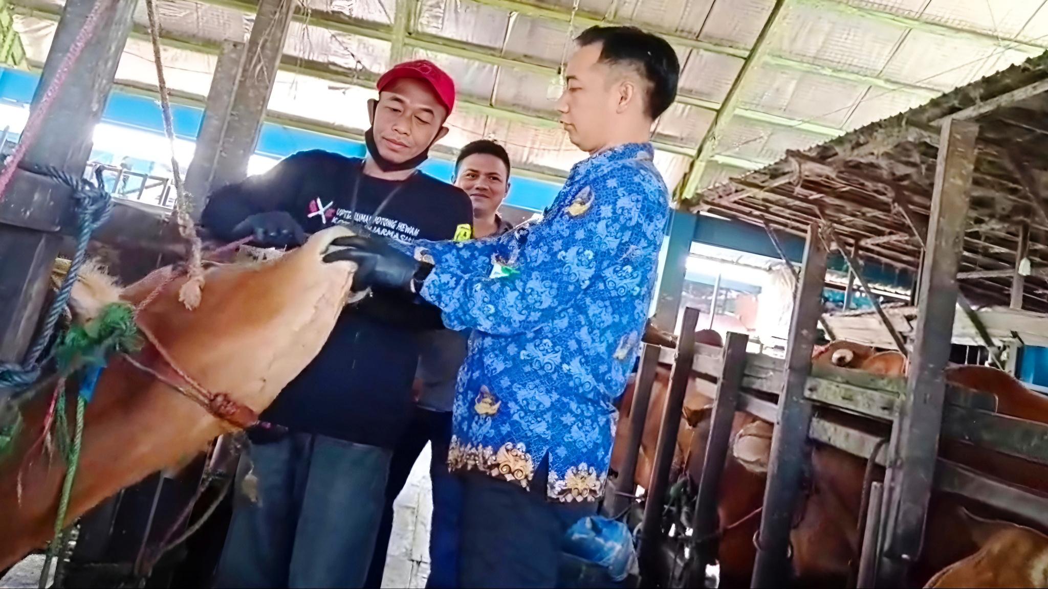 Pemeriksaan-kesehatan-hewan-sapi-kurban-oleh-Kepala-Unit-Pelaksana-Teknis-UPT-RPH.jpg