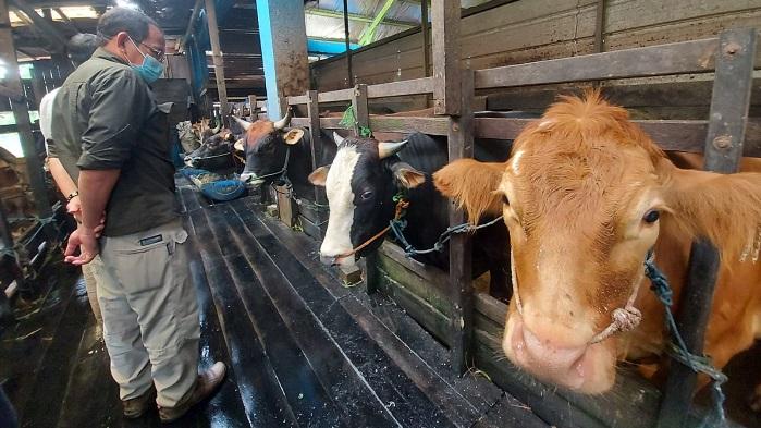 Gejala Klinis Ternak 2 Desa di Kalsel Ini Mengarah ke PMK, Sampelnya Dibawa ke Lab Pusvetma Surabaya