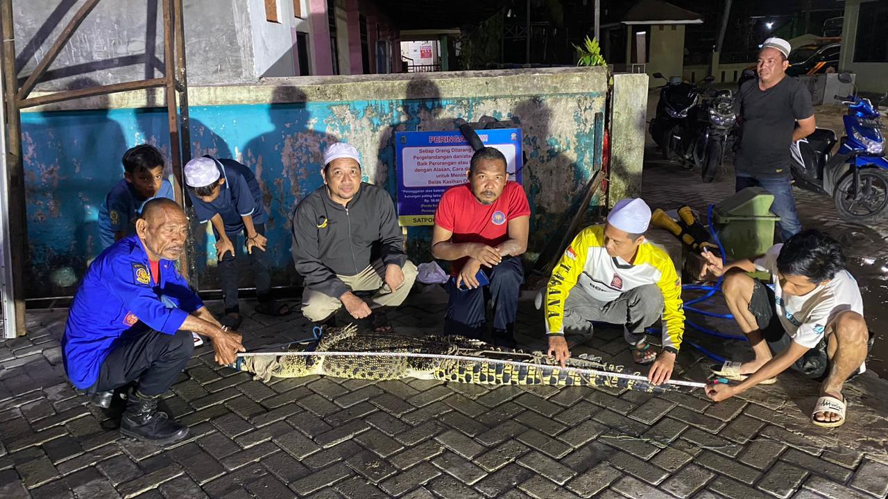 Penangkapan-buaya-yang-muncul-di-airan-sungai-Balangan-Desa-Patarikan-HSU.jpg
