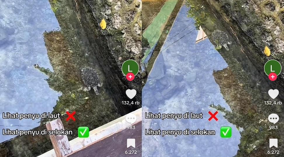 Penampakan Penyu Berenang di Selokan Air yang Jernih, Bukti Keindahan Pulau Wakatobi