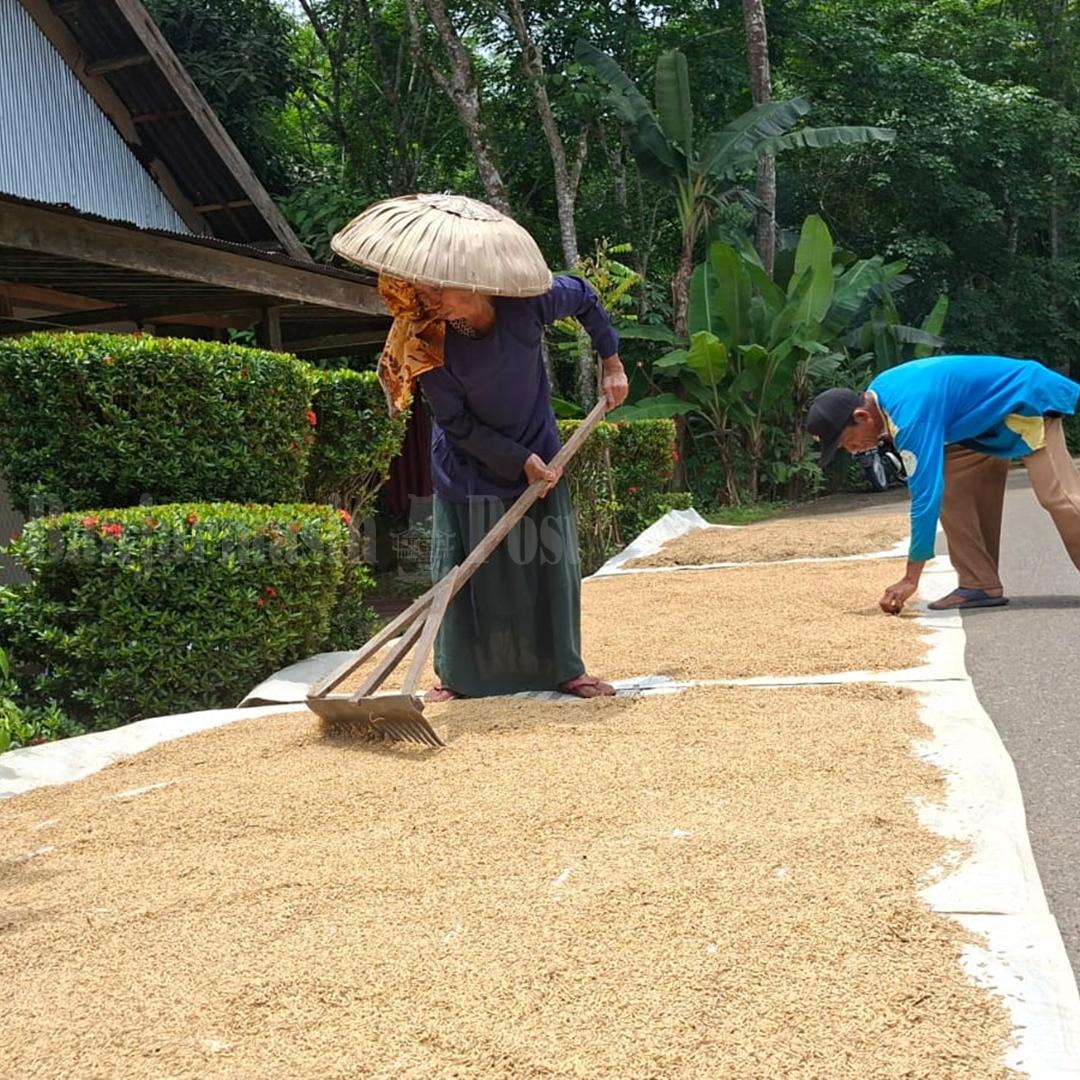 Petani-HSU-yang-melakukan-penjemuran-padi.jpg