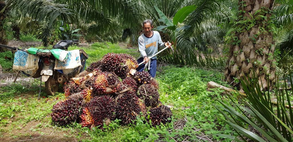 Petani-sawit-di-Desa-Ujungbatu-Kecamatan-Pelaihari-mamanen-TBS2.jpg
