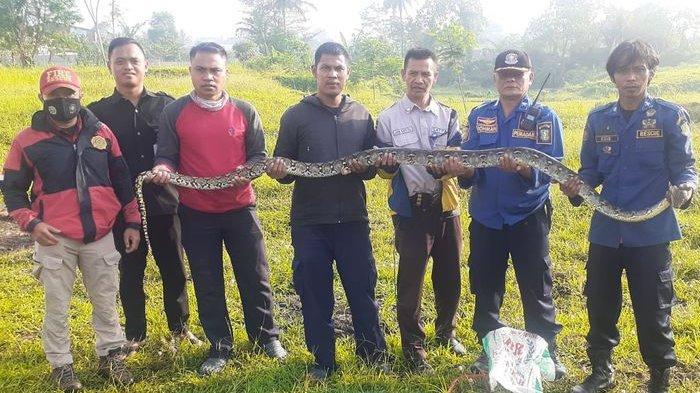 Penampakan Ular Sanca Batik Panjang 2,5 M yang Ditangkap di areal Kampus IPB, Sempat Gigit Satpam