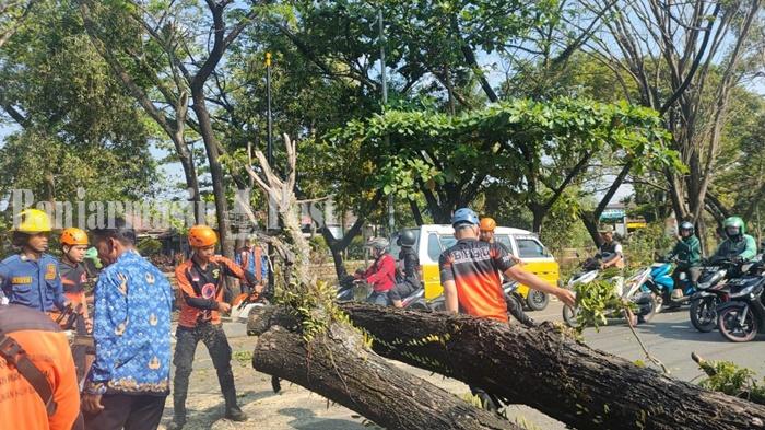 Pohon-tumbang-di-ruas-Jalan-Jafri-Zamzam-Kota-Banjarmasin-kalsel-Senin-22052023.jpg