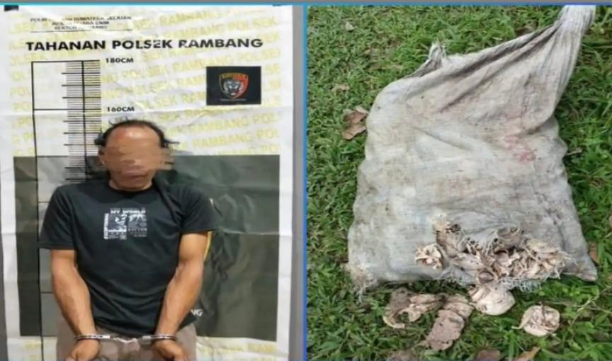 Tribun