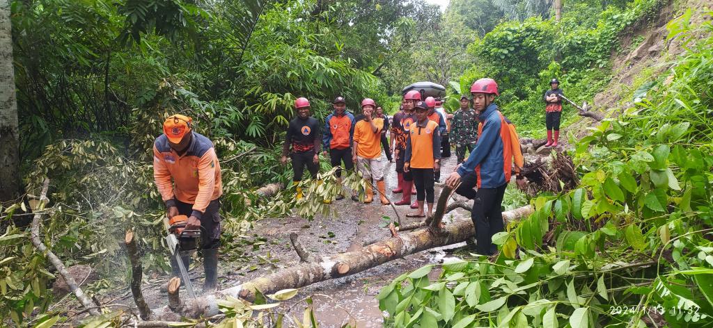 Pohon Tumbang di Desa Pengambau Hulu, BPBD HST Sebut Penyebab Akibat Cuaca Ekstrim