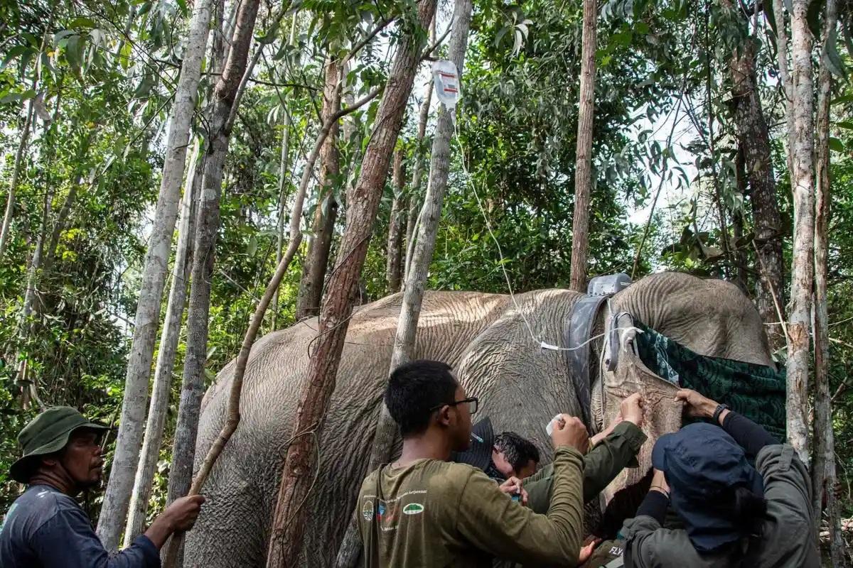Proses-pemasangan-GPS-collar-pada-gajah-sumatera-liar.jpg