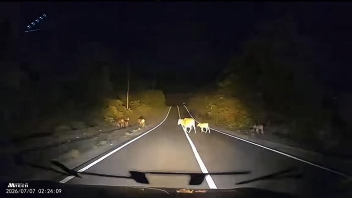 Kemunculan Sapi di Jalan Banjarbaru-Batulicin Kalsel Bahayakan Pengendara, Pemilik Bisa Dipidana - Banjarmasinpost.co.id
