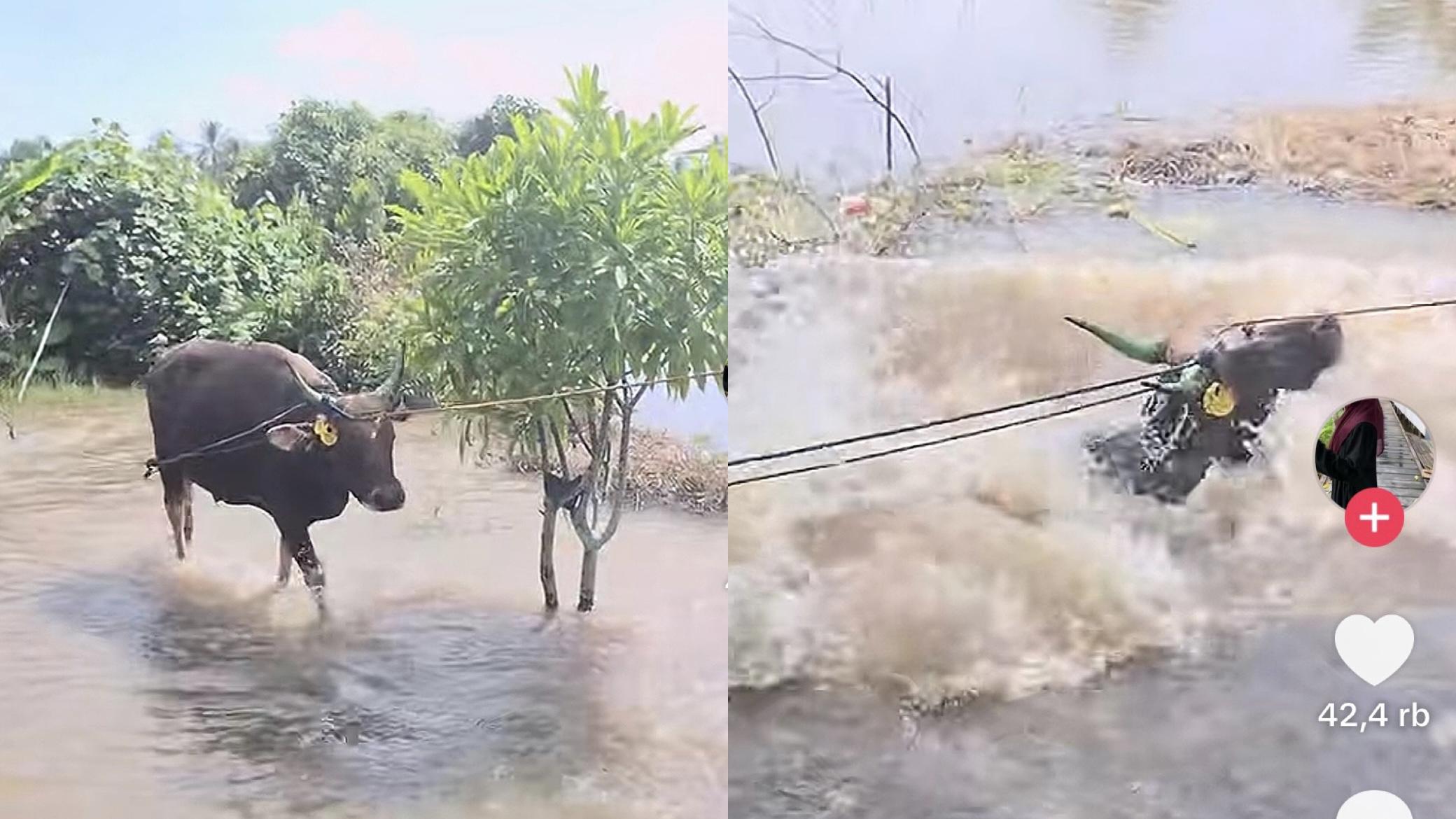Sapi-kurban-di-Banjarmasin-tercebur-saat-menuju-lokasi-penyembelihan.jpg