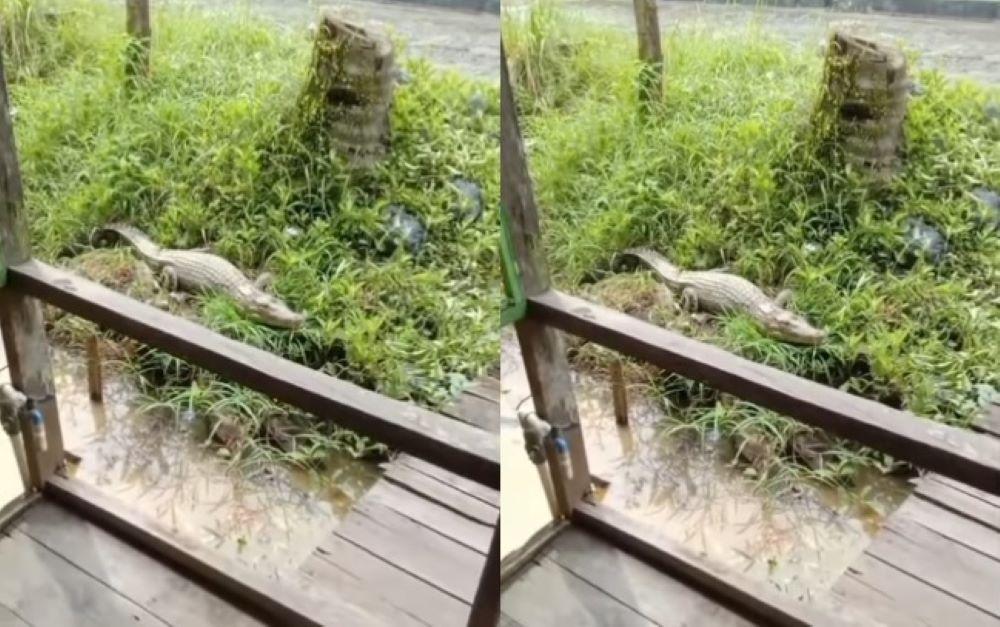 Viral Buaya Muncul di Teras Rumah Warga Tanahbumbu, Asyik Berjemur Cueki Perekam