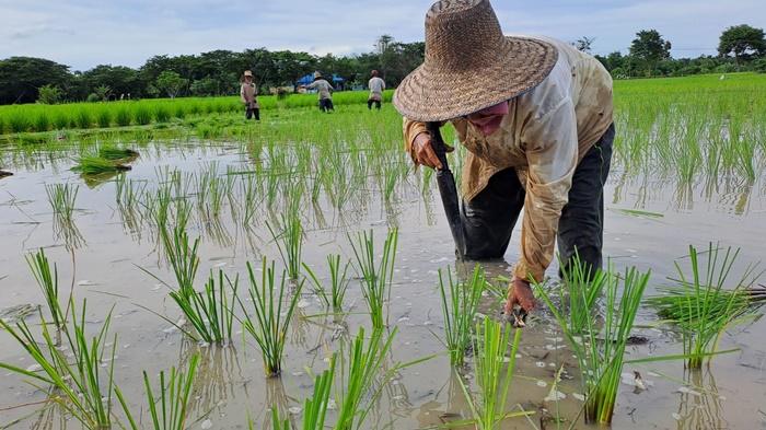 Seorang-petani-padi-di-Jalan-Telaga-Padi-Kelurahan-Rantau-Kiwa.jpg