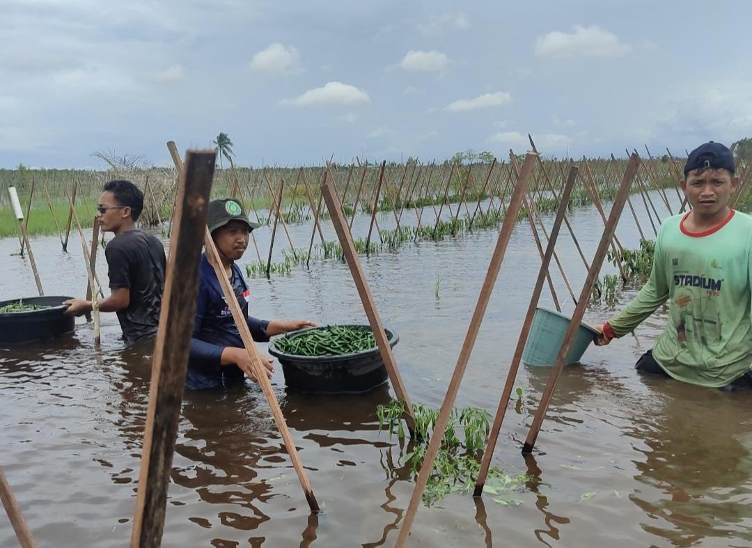 Suasana-ketika-panen-cabai-ketika-banjir-di-Abumbun-Jaya-Sungaitabuk.jpg