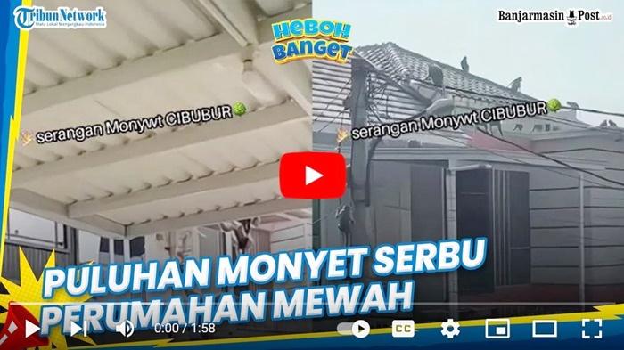Viral-video-puluhan-monyet-masuk-Perumahan-The-Cozy-Green-Cibubur-Mansion.jpg