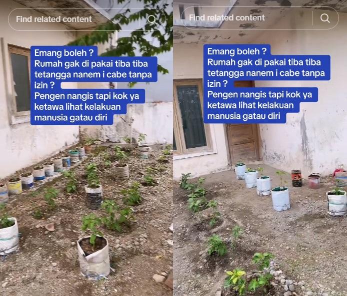 Viral-wanita-asal-Nganjuk-Jawa-Timur-curhat-halaman-rumahnya-ditanami-cabai-oleh-tetangga.jpg