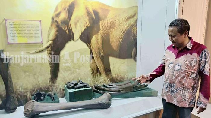 Wisata-Kalsel-Fosil-gajah-10-ribu-tahun-dari-Tamban-di-Museum-Lambung-Mangkurat-Banjarbaru.jpg